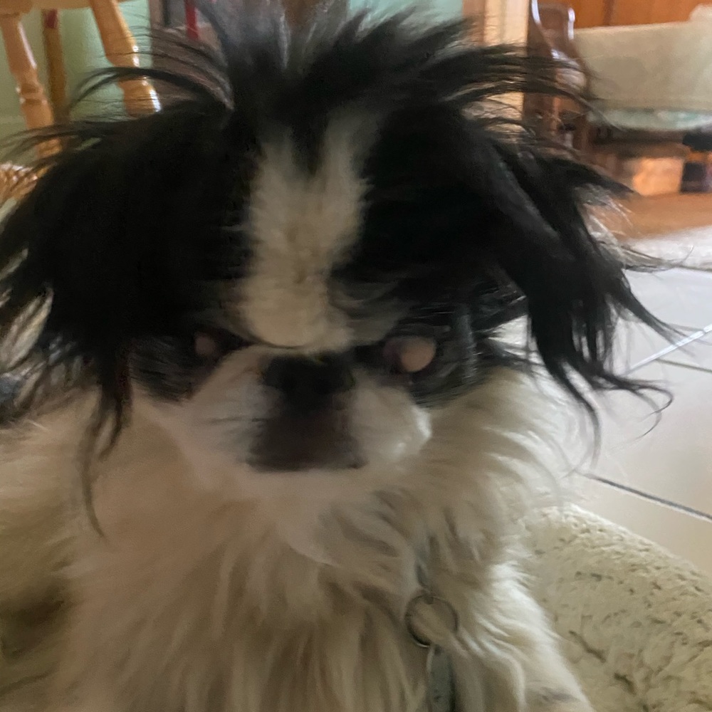 Meet your Posher, Ashley